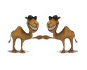 Camel Knuckling.jpg