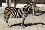 Zebra_02-4122156242.jpg