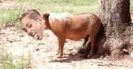 miley-cyrus-jackass-donkey-12kxZFwbyEenkY.gif