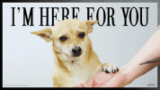 originals-dog-poster-motivational-2ytlbPlOr6c028biPK.gif