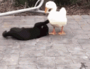 cat-duck-duck.gif