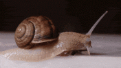 snail-close-up-faster.gif