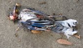 Dead Bluejay.jpg