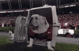 uga-dogs (1).gif