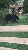 bear.jpg