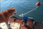 Dog-rope-fail.gif