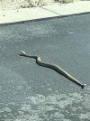 snakey.jpg