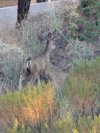 Deer.jpg