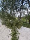 IMG_4699.jpeg