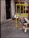 1755122569157.gif