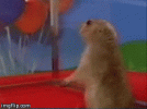 imgflip.com.gif