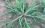 Barnyard grass.jpg