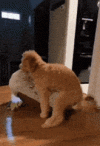 1757739098334.gif