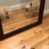 pup-repeat-dzvcOaG7QsRd6.gif