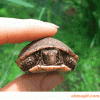 IMG_1951.gif