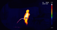 H1. MODE 31.8.gif