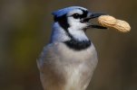 Bluejay nuts.jpg