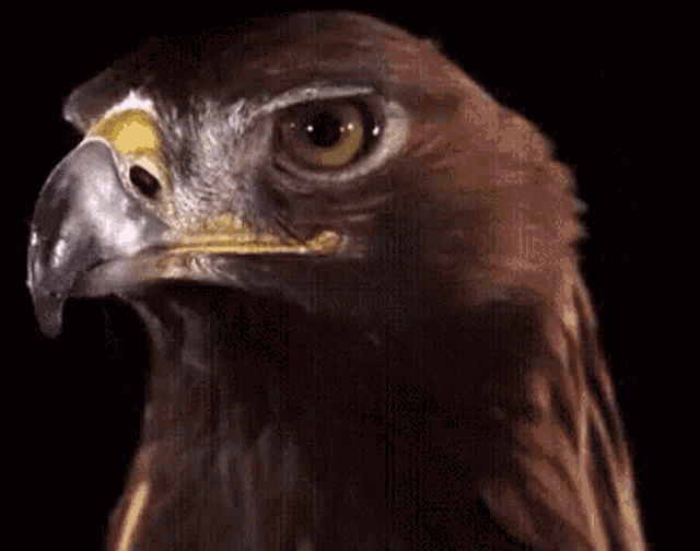 hawks.gif