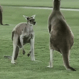 funniest-animal-gifs-kangaroo-scratch.gif