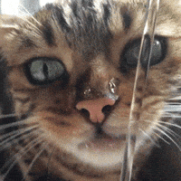 thirsty infinite cat GIF
