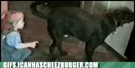 gif-of-dog-reacting-to-a-toddler-putting-his-finger-in-the-dogs-butt