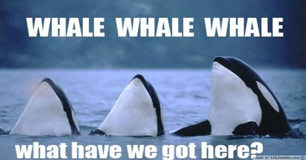 whales.jpg