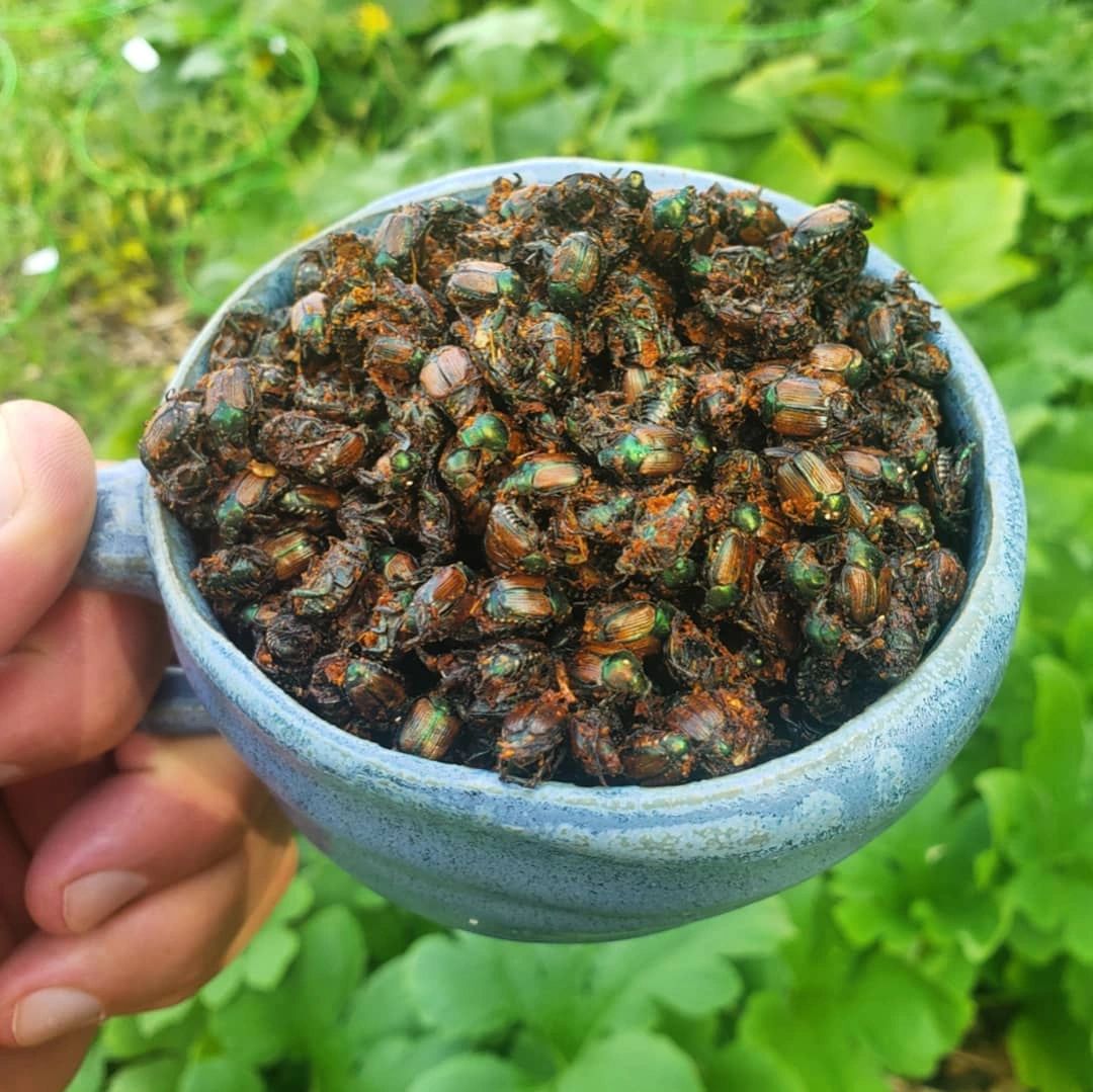 ironwoodforaging.com