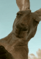 Suspicious GIF Suspicious GIF