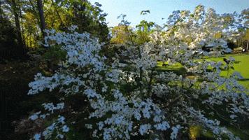 Golfing Augusta National GIF by The Masters Golfing Augusta National GIF by The Masters