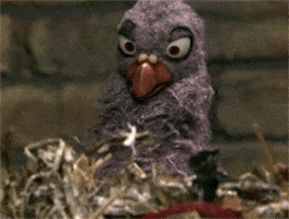 Bird Popcorn GIF Bird Popcorn GIF