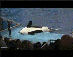 killer whale animals being dicks GIF killer whale animals being dicks GIF