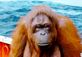 watching life of pi GIF watching life of pi GIF
