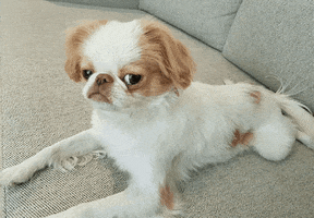 Disappointed Japanese Chin GIF by Rover.com Disappointed Japanese Chin GIF by Rover.com
