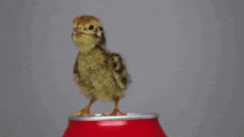 chick quail GIF chick quail GIF