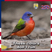 Painted Bunting Bird GIF by U.S. Fish and Wildlife Service Painted Bunting Bird GIF by U.S. Fish and Wildlife Service