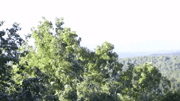 Windy Day High Winds GIF by JC Property Professionals Windy Day High Winds GIF by JC Property Professionals