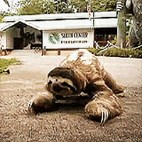 sloth GIF sloth GIF